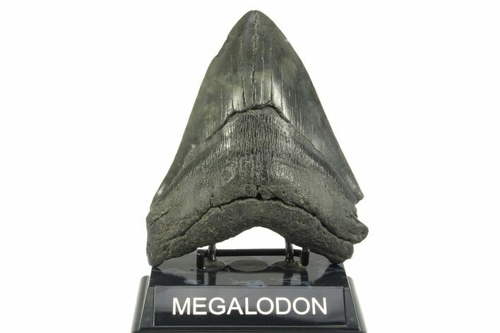 Fossil Megalodon Tooth - South Carolina #365703